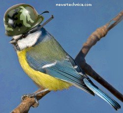 Blue Tit in helmet